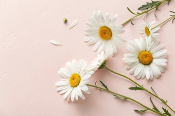 Obraz premium Minimal Flat Lay with White Chamomile Flowers on Light Pink Background