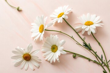 Obraz premium Minimal Flat Lay with White Chamomile Flowers on Light Pink Background