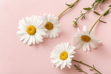 Obraz premium Minimal Flat Lay with White Chamomile Flowers on Light Pink Background