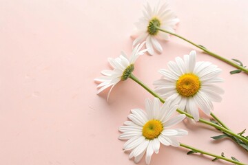 Obraz premium Minimal Flat Lay with White Chamomile Flowers on Light Pink Background