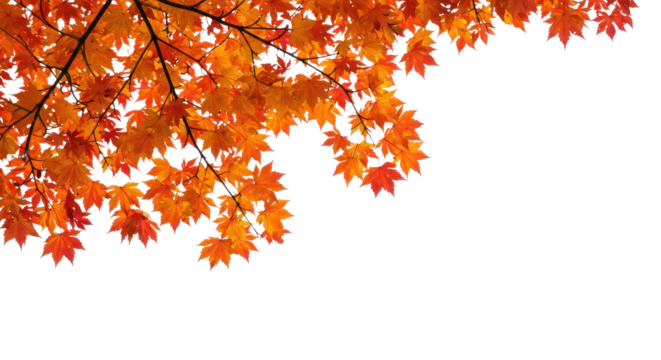 Corner branch of autumn maple leaves, isolated background