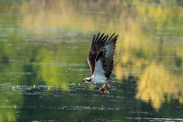 Osprey flying off with fresh catch 