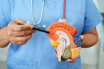 Alzheimer disease, Asian doctor holding brain anatomy model for study diagnosis and treatment in...