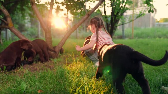 Child plays with Labrador puppies in green grass in garden. Joyful child and many small dogs. Responsibility in child. Little girl playing with puppies in park. Kind Kid having fun with dog outdoors