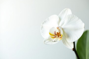 Delicate white orchid blossom, pristine petals against pure white backdrop, subtle, flower, background