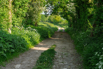 Fototapeta premium country lane 