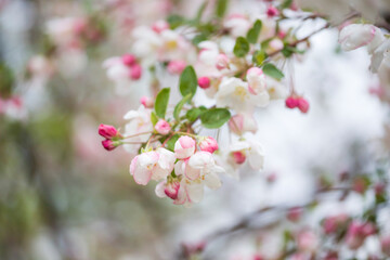 apple blossom in spring