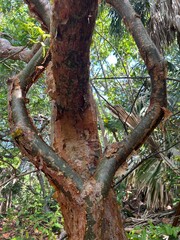 old tree trunk sun burn tree