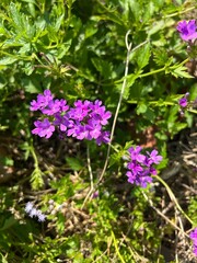 Obraz premium purple flowers in the garden