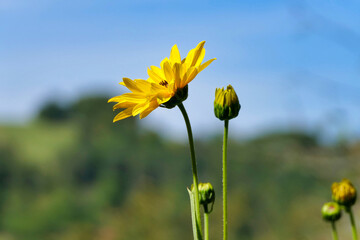 Fototapeta premium Close up of the head of a yellow daisy, also known as Helenium, bursting into bloom against a blue sky 