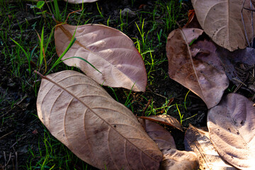 Dried brown leaves scattered on vibrant green grass, symbolizing nature's cycle or seasonal change.

