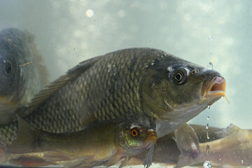 Common carp animals fish