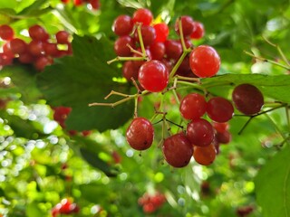 Red berries in a tree