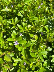 green leaves and small purple flowers in the garden