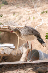 The seriema is a cariamiform bird of the Cariamidae family. Also known as sariema (Ceará) and red-footed seriema. Cariama Cristata