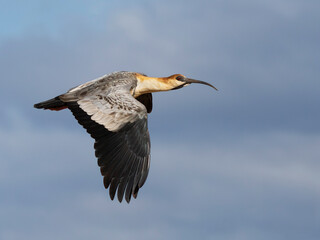 Bandurria volando ave