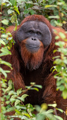 Orang utan alpha male
