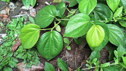 Close Up of Aromatic Green Betel Leaves, Piper Betle Herb Growing on Soil, Glossy Traditional Plant Used in Asian Culture and Herbal Remedies