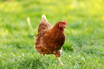 Free range brown chicken walking on lawn with green grass outside farm on sunny day