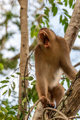 Angry macaque