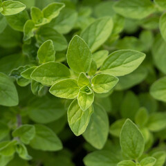 Fresh Oregano growing in a garden