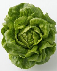 Obraz premium Fresh butter lettuce head close up studio shot on white background vibrant green color healthy food ingredient for salad preparation