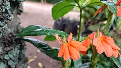 Peach Firecracker Flowers (Crossandra infundibuliformis) blooming, showcasing vibrant orange blossoms and close-up details of tropical peach Crossandra in bloom with green leaves