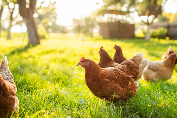 Flock of brown chickens roaming and grazing freely in lush green paddock on farm, walking outdoors...