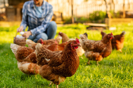 Woman farmer gathering fresh eggs into basket on background, focus on flock of chickens walking on grassy farm backyard