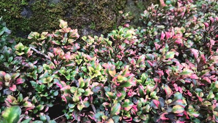 Vibrant close-up of Alternanthera foliage with striking multicolor patterns in red, green, and yellow, perfect natural backdrop for wallpaper, prints, and decor	