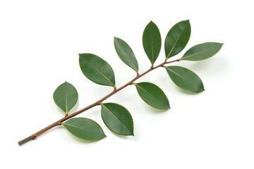 Obraz premium Single isolated eucalyptus branch on white background, nature, wood, branch