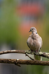 The "Rola-turca" Turkish turtledove (Streptopelia decaocto) in a Countryside Village Farm, Povoa de Lanhoso, Braga, Portugal.