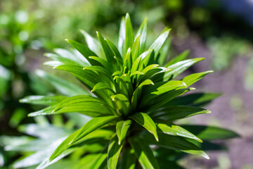 A detailed closeup shot showcasing a plant with vibrant green leaves