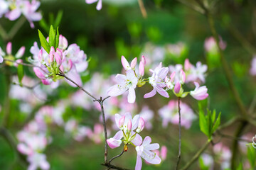 A beautiful bunch of pink and white flowers adorning a tree branch