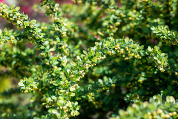 A close view of a bush with green leaves and yellow flowers