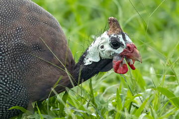 a group of guinea fowl were looking for food in the grass