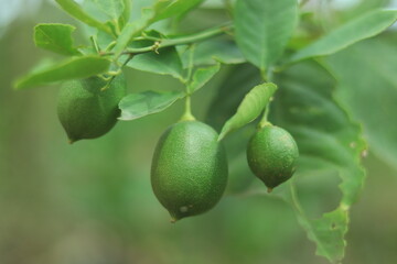 Lemon Fruits Plant Green Background HD Image
