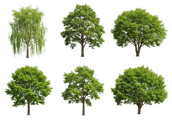 Collection of diverse trees with green foliage isolated on transparent background