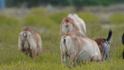 Obraz premium herd of goats