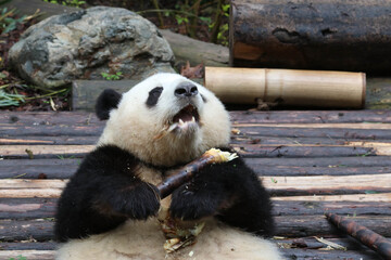 Close up Sweet Panda, He Hua aka Hua Hua, Chengdu, China