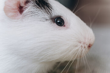 Obraz premium Black and white guinea pig eating grass on a fabric mat. Adorable pet moment captured.