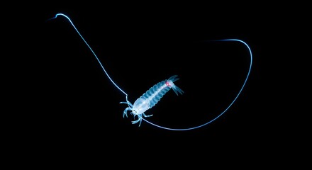A translucent amphipod with glowing blue lines against a dark black background view