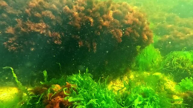 Underwater world of the Black Sea, green algae Enteromorpha and red algae sway on stones