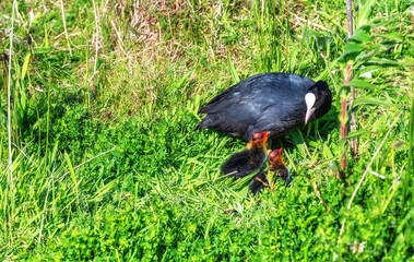 Eurasian coot (Fulica atra) with a nestling