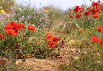 Kreteńskie bezdroża porośnięte kolorowymi kwiatami. © Zuzanna