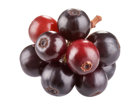 A bignay cluster isolated on white background dark ripened berries glossy appearance