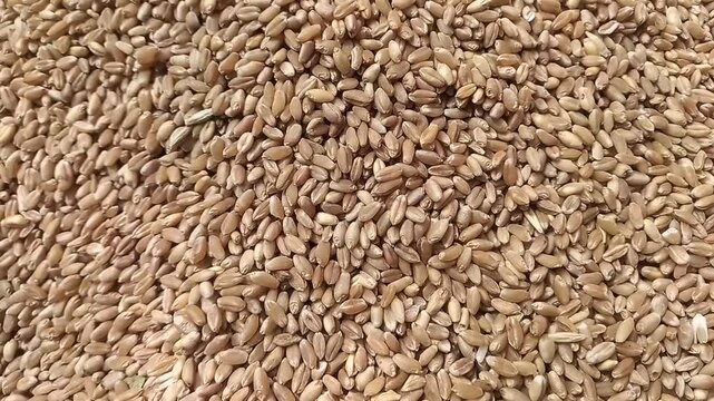 A close-up shot of a large pile of wheat kernels, each kernel with a unique texture and color variation, creating an eye-catching display that highlights the beauty of this natural grain.