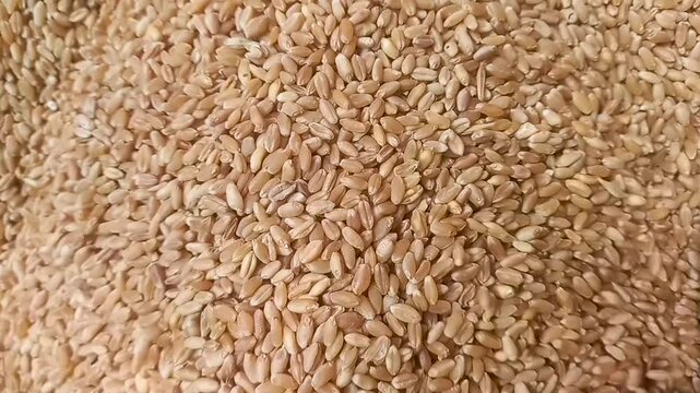 Farro grain, close-up view of uncooked farro grains, showcasing their texture and color.