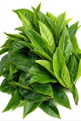 Obraz premium Fresh Tea Leaves Close Up on White Background Top Down View Green Tea Plant Leaves for Beverage