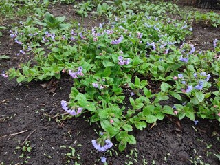 Pulmonaria. spring flowers. medicinal plants.